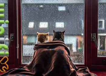 نفوذ آب باران از پنجره دوجداره